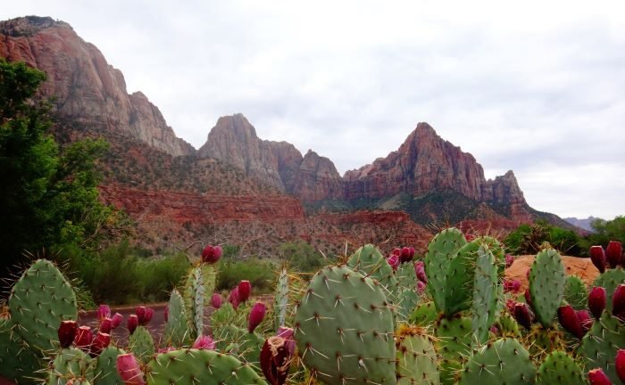 Moroccan prickly pear seed oil